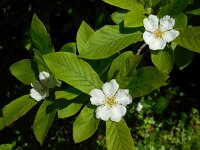 Mespilus germanica 17, Mispel, Saxifraga-Ed Stikvoort