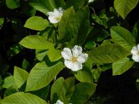 Mespilus germanica 18, Mispel, Saxifraga-Ed Stikvoort