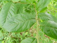 Mespilus germanica 2, Mispel, Saxifraga-Rutger Barendse