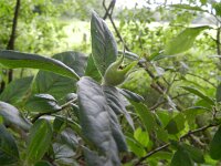 Mespilus germanica 3, Mispel, Saxifraga-Rutger Barendse