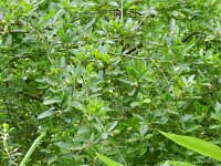 Mespilus germanica 4, Mispel, Saxifraga-Rutger Barendse