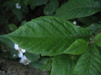 Mespilus germanica 6, Mispel, Saxifraga-Rutger Barendse