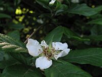 Mespilus germanica 7, Mispel, Saxifraga-Rutger Barendse