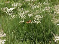 Meum athamanticum 11, Bergvenkel, Saxifraga-Peter Meininger