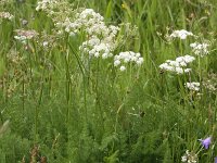 Meum athamanticum 13, Bergvenkel, Saxifraga-Peter Meininger