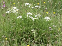 Meum athamanticum 14, Bergvenkel, Saxifraga-Peter Meininger