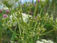 Meum athamanticum 15, Bergvenkel, Saxifraga-Rutger Barendse