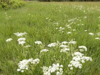 Meum athamanticum 16, Bergvenkel, Saxifraga-Ed Stikvoort