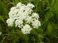 Meum athamanticum 17, Bergvenkel, Saxifraga-Ed Stikvoort
