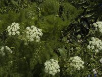 Meum athamanticum 2, Bergvenkel, Saxifraga-Jan van der Straaten