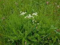 Meum athamanticum 22, Bergvenkel, Saxifraga-Ed Stikvoort