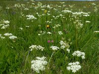 Meum athamanticum 28, Bergvenkel, Saxifraga-Ed Stikvoort : 12 juni 2024 Col du Béal en richting Chamazel
