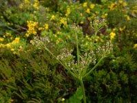 Meum athamanticum 29, Bergvenkel, Saxifraga-Ed Stikvoort : Col de la Loge en Sagne Bourrue en La Pigne s9900
