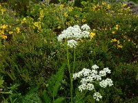 Meum athamanticum 31, Bergvenkel, Saxifraga-Ed Stikvoort : Col de la Loge en Sagne Bourrue en La Pigne s9900