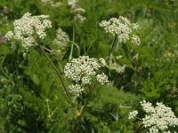 Meum athamanticum 6, Bergvenkel, Saxifraga-Jan van der Straaten