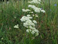 Meum athamanticum 7, Bergvenkel, Saxifraga-Rutger Barendse