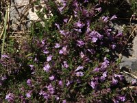 Micromeria croatica 2, Saxifraga-Jasenka Topic