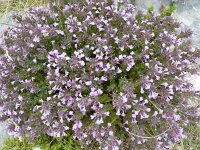 Micromeria croatica 3, Saxifraga-Jasenka Topic