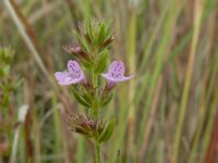 Micromeria graeca 5, Saxifraga-Ed Stikvoort : Vale Fuzeiros s9900