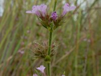 Micromeria graeca 6, Saxifraga-Ed Stikvoort : Vale Fuzeiros s9900