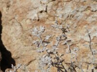 Micromeria lanata 2, Saxifraga-Rutger Barendse