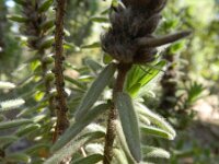 Micromeria pineolens 2, Saxifraga-Rutger Barendse