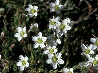 Minuartia recurva 2, Saxifraga-Jan van der Straaten