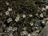 Minuartia recurva 3, Saxifraga-Willem van Kruijsbergen