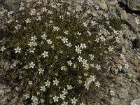 Minuartia recurva 4, Saxifraga-Willem van Kruijsbergen