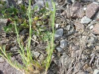 Minuartia recurva 5, Saxifraga-Rutger Barendse