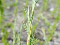 Minuartia recurva 6, Saxifraga-Rutger Barendse