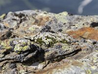 Minuartia recurva 7, Saxifraga-Jonathan VanderVoorden