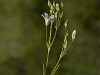 Minuartia villarii 4, Saxifraga-Jan van der Straaten