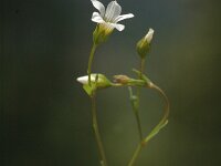 Minuartia villarii 5, Saxifraga-Jan van der Straaten