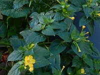 Mirabilis jalapa 11, Nachtschone, Saxifraga-Ed Stikvoort