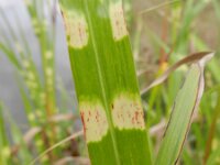 Miscanthus sinensis 8, Klein prachtriet, Saxifraga-Rutger Barendse