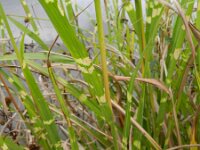 Miscanthus sinensis 9, Klein prachtriet, Saxifraga-Rutger Barendse