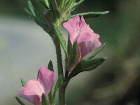 Misopates orontium, Lesser Snapdragon