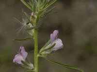 Misopates orontium 10, Akkerleeuwenbek, Saxifraga-Willem van Kruijsbergen
