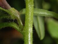 Misopates orontium 12, Akkerleeuwenbek, Saxifraga-Rutger Barendse