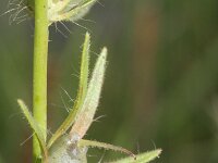 Misopates orontium 13, Akkerleeuwenbek, Saxifraga-Rutger Barendse