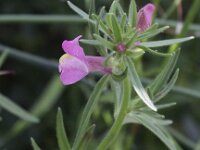 Misopates orontium 15, Akkerleeuwenbek, Saxifraga-Peter Meininger