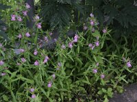 Misopates orontium 16, Akkerleeuwenbek, Saxifraga-Peter Meininger