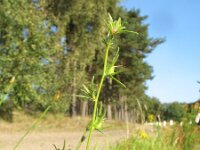 Misopates orontium 21, Akkerleeuwenbek, Saxifraga-Rutger Barendse