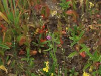 Misopates orontium 22, Akkerleeuwenbek, Saxifraga-Hans Boll