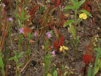 Misopates orontium 23, Akkerleeuwenbek, Saxifraga-Hans Boll
