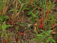Misopates orontium 24, Akkerleeuwenbek, Saxifraga-Hans Boll
