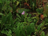Misopates orontium 26, Akkerleeuwenbek, Saxifraga-Hans Boll