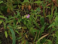 Misopates orontium 27, Akkerleeuwenbek, Saxifraga-Hans Boll