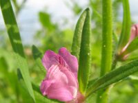 Misopates orontium 3, Akkerleeuwenbek, Saxifraga-Rutger Barendse